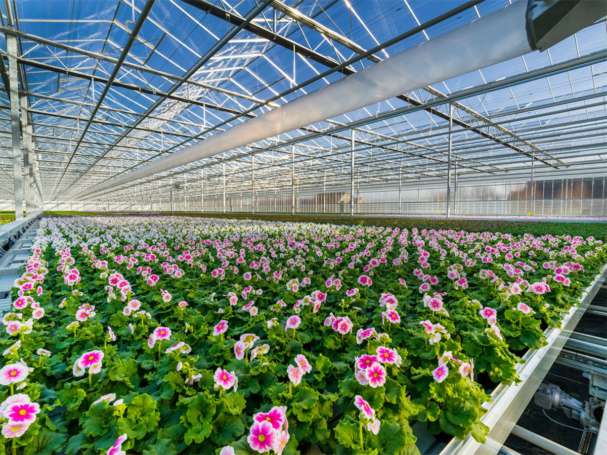 Grow Light for Floriculture