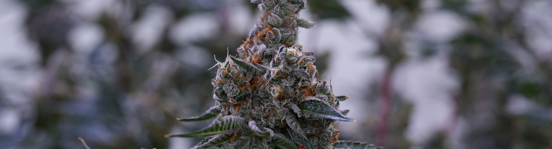 Cannabis-LED-Grow-Light.jpg