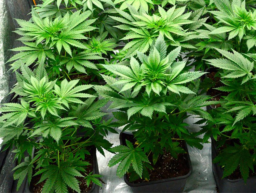 LED-Grow-Light-for-Cannabis-Vegetative.jpg