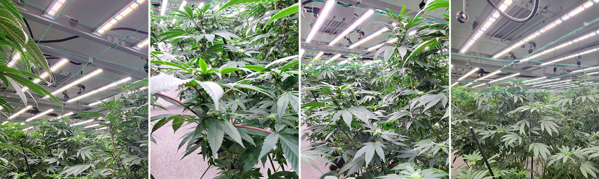 LED-grow-light-for-Indoor-Cannabis.jpg